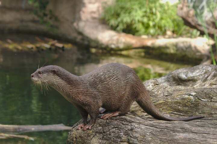 La loutre fait un retour spectaculaire en France