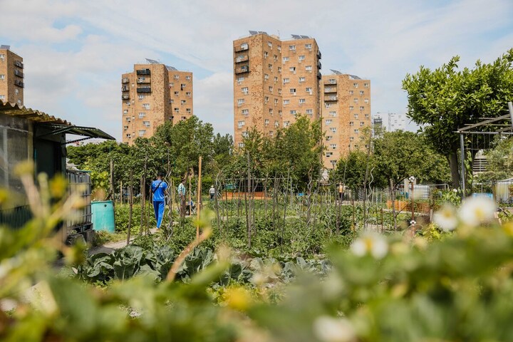 Jardins ouvriers, potagers militants : jardiner, c'est résister<small class="fine d-inline"> </small>!