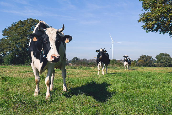 Éolien, lignes haute tension : des éleveurs désemparés face à leurs troupeaux malades