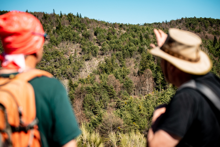 Un projet de panneaux solaires stoppé net pour protéger une forêt