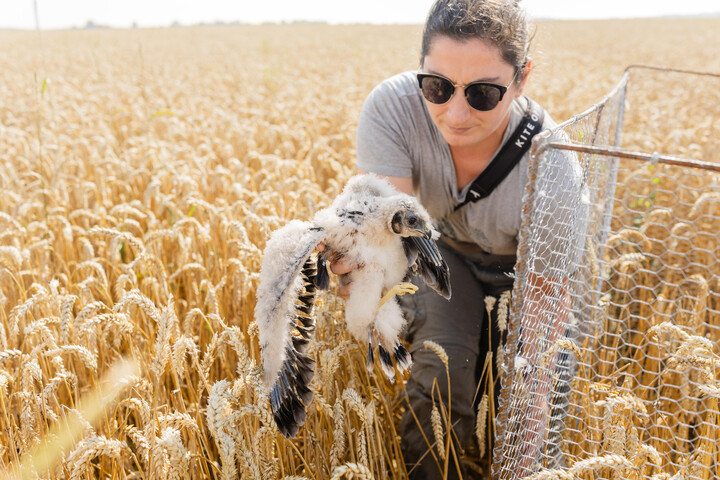 «<small class="fine d-inline"> </small>Sans notre intervention, il n'y aurait quasiment plus de busards en France<small class="fine d-inline"> </small>» : comment agriculteurs et écologistes protègent ces oiseaux des champs