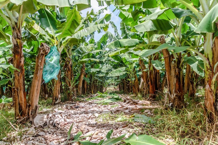 Chlordécone : l'État condamné à indemniser des Guadeloupéens et des Martiniquais