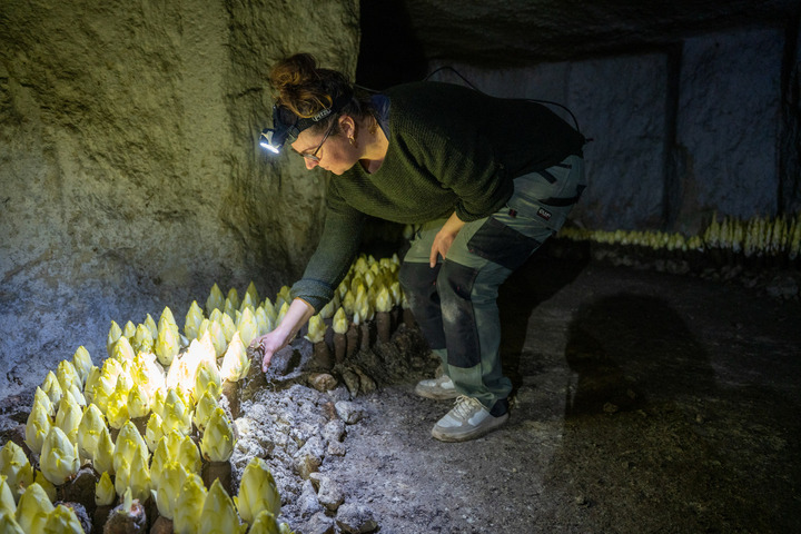 Leur grotte, un «<small class="fine d-inline"> </small>lieu magique<small class="fine d-inline"> </small>» où ils cultivent endives et champignons