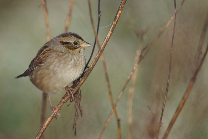 Les populations d'oiseaux continuent de s'effondrer aux États-Unis