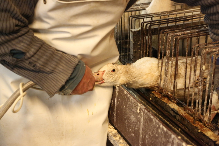 La justice française protège le foie gras