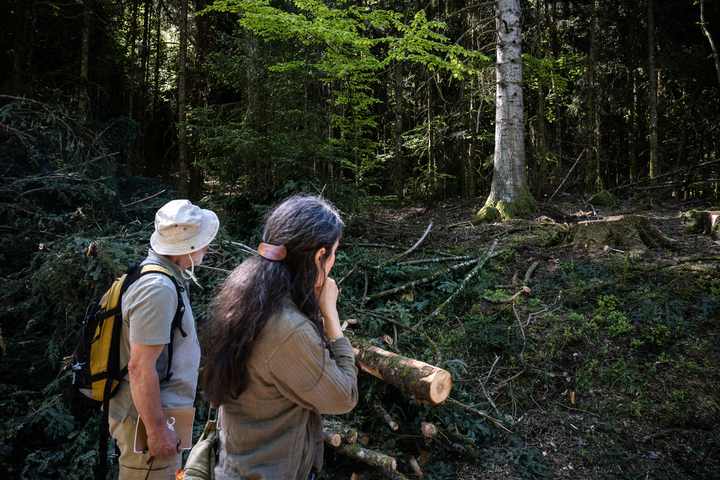 «<small class="fine d-inline"> </small>Une claque<small class="fine d-inline"> </small>» : près de 900 arbres abattus dans les Vosges avant le Tour de France