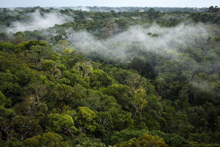 En Amérique du Sud, les terres des afrodescendants parmi les moins touchées par la déforestation
