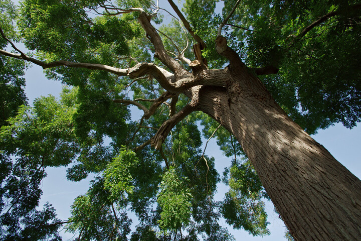 Les effets insoupçonnés de la lumière des lampadaires sur les arbres