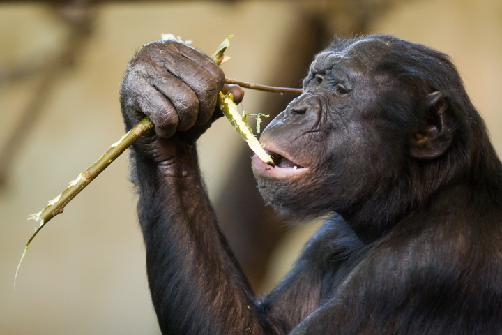 Les bonobos sont plus optimistes quand ils entendent rire leurs congénères