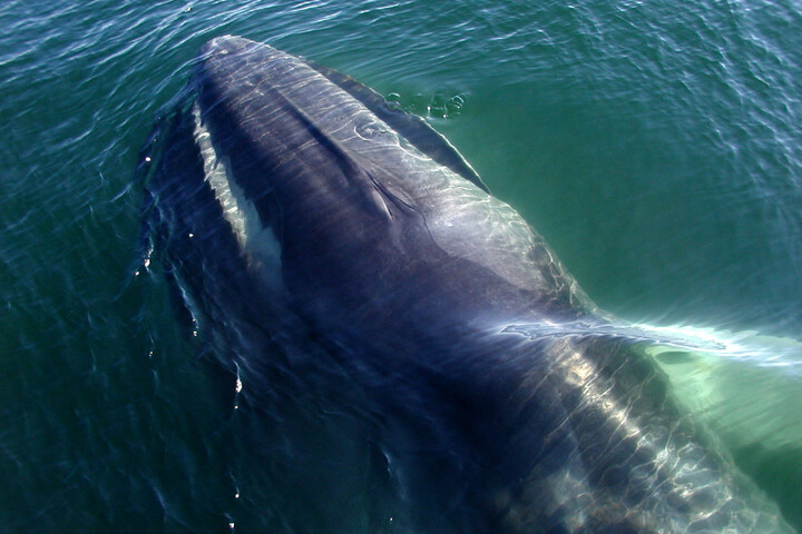 Un navire japonais tue un rorqual commun, une première depuis 2011