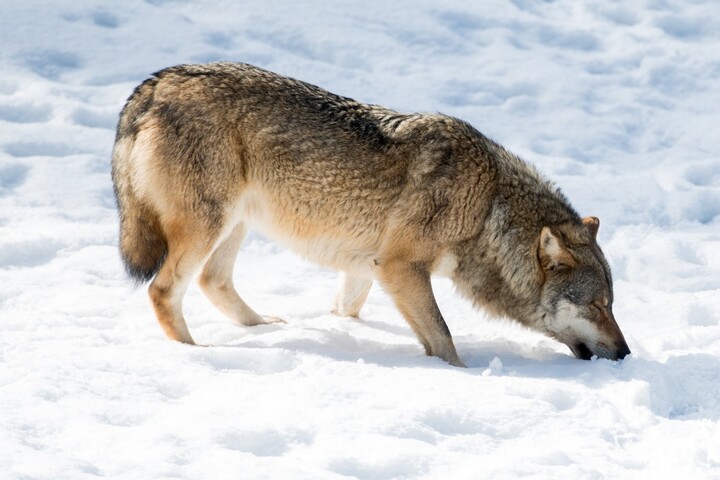 Loups : l'État facilite les «<small class="fine d-inline"> </small>tirs de défense<small class="fine d-inline"> </small>»