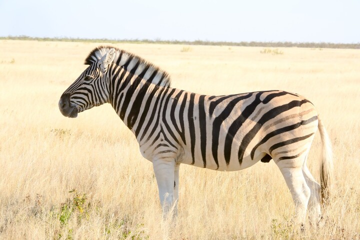 La Namibie veut abattre 723 animaux sauvages à cause de la sécheresse