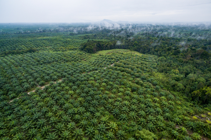 Huile de palme : l'Indonésie autorise de nouvelles plantations après 13 ans de pause