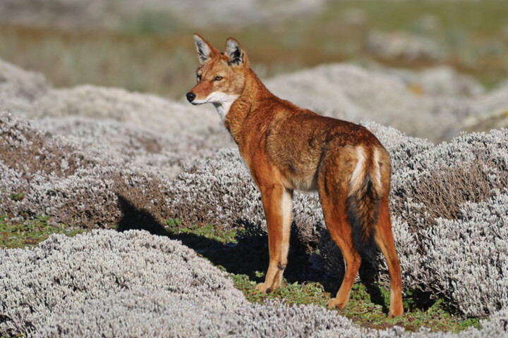 Des loups observés butinant des fleurs
