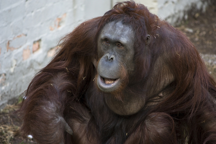 Un orang-outan fabrique sa propre pommade, du jamais-vu