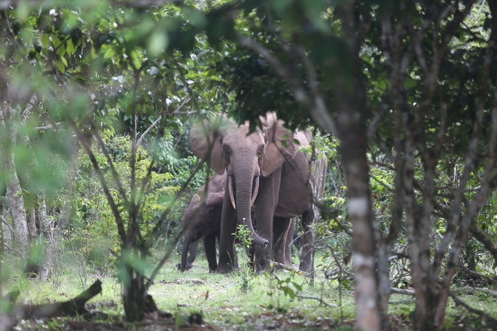 «<small class="fine d-inline"> </small>Ils détruisent tout<small class="fine d-inline"> </small>» : quand les éléphants épuisent les paysans au Gabon