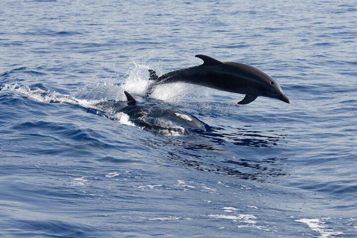 Pêche interdite : -60% de dauphins morts en 2025 dans le golfe de Gascogne