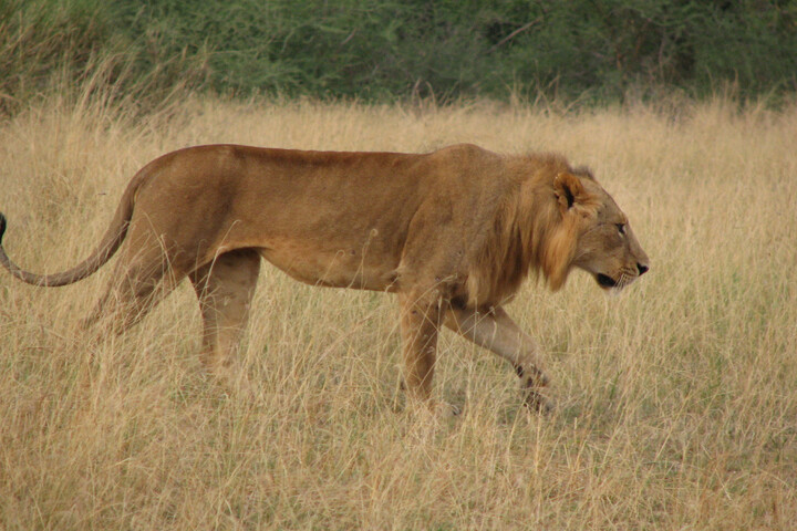 Total en Ouganda : un parc national «<small class="fine d-inline"> </small>défiguré<small class="fine d-inline"> </small>» par les forages