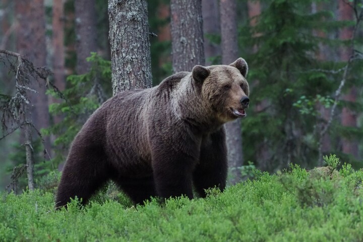 La Suède autorise l'élimination de 20<small class="fine d-inline"> </small>% de sa population d'ours bruns