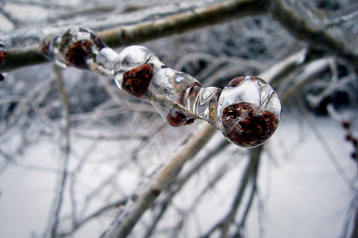 Retour du froid : «<small class="fine d-inline"> </small>Les végétaux sont déboussolés<small class="fine d-inline"> </small>»