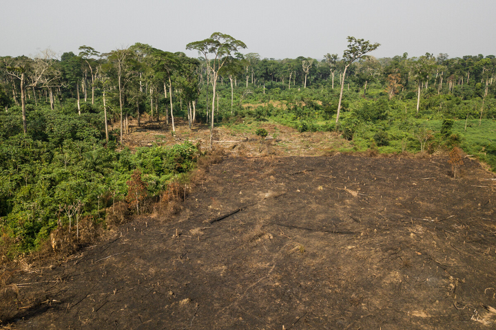 Déforestation : l'<span class="caps">UE</span> repousse encore l'entrée en vigueur de son règlement