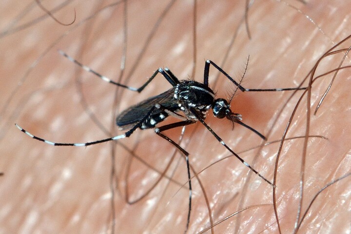 La dengue et le chikungunya se propagent en Europe à cause du réchauffement climatique