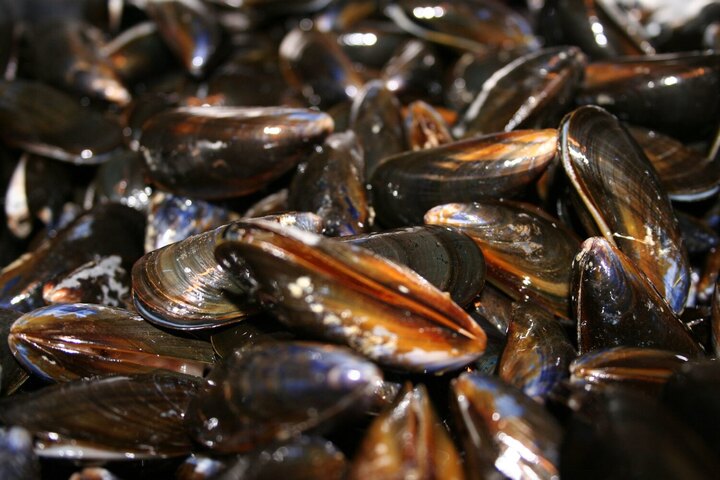 Fini la culture de moules en Méditerranée dès 2050, selon une étude