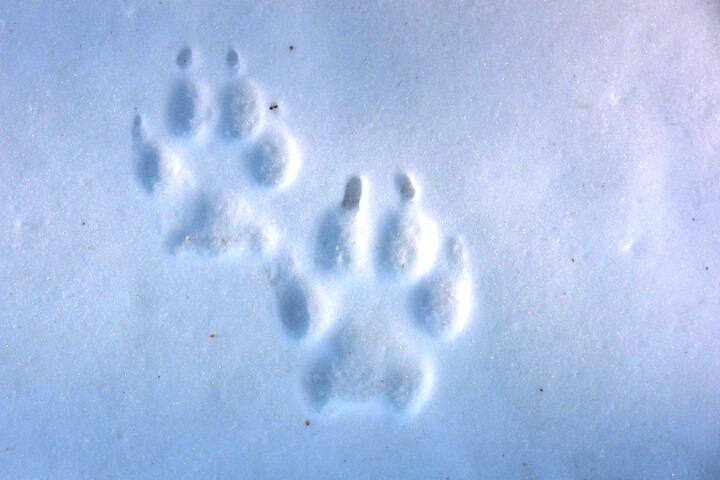 192 loups pourront être abattus en France en 2025