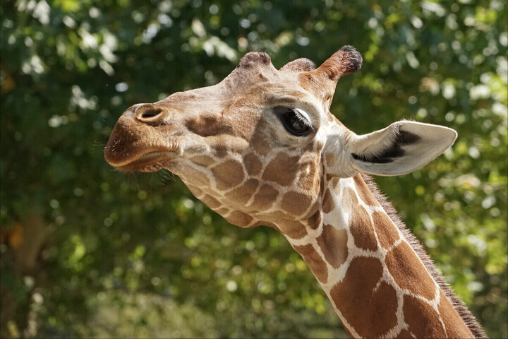 Tigres, girafes... Les zoos euthanasient des animaux en bonne santé