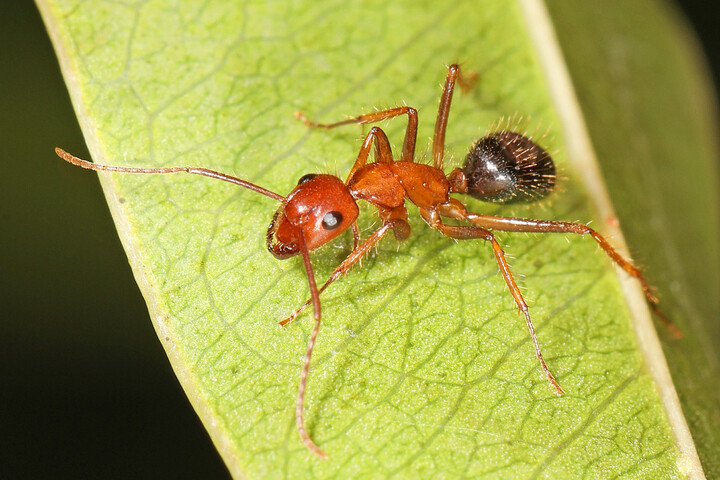 Ces fourmis amputent leurs congénères pour leur sauver la vie