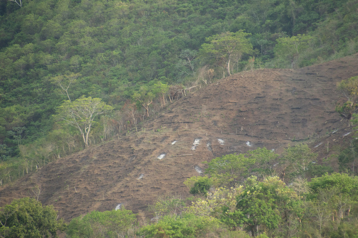 La loi déforestation encore repoussée d'un an par l'<span class="caps">UE</span>
