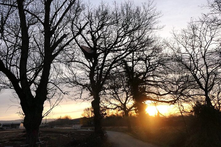 A69 : des activistes occupent de nouveaux arbres menacés