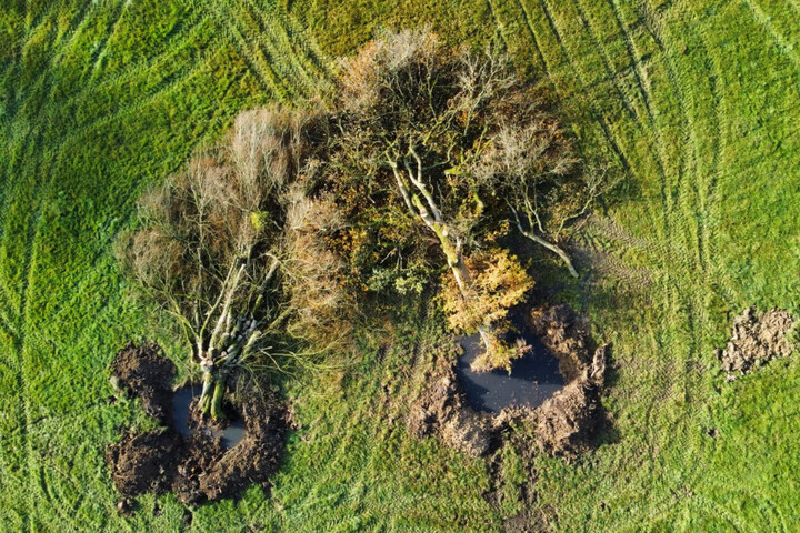 «<small class="fine d-inline"> </small>En entendant la tronçonneuse, je me suis effondrée<small class="fine d-inline"> </small>» : la colère d'habitants face à des arbres déracinés