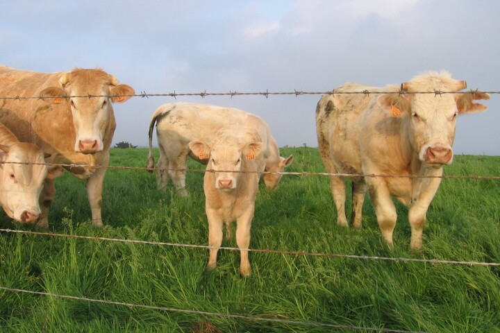 Le Danemark va taxer les pets et rots des vaches