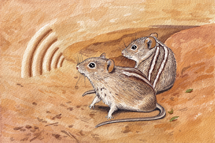 Poissons bavards, baisers entre orques, ultrasons... Ces découvertes qui bouleversent notre idée du langage animal