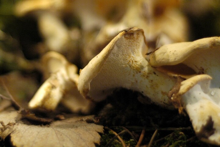 Tchernobyl : 40 ans après, les champignons français toujours contaminés