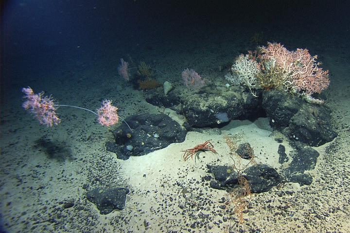 99,999<small class="fine d-inline"> </small>% des grands fonds marins restent inexplorés