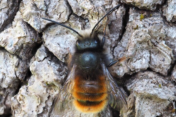 Laurent Duplomb veut réautoriser un pesticide très dangereux pour les abeilles solitaires
