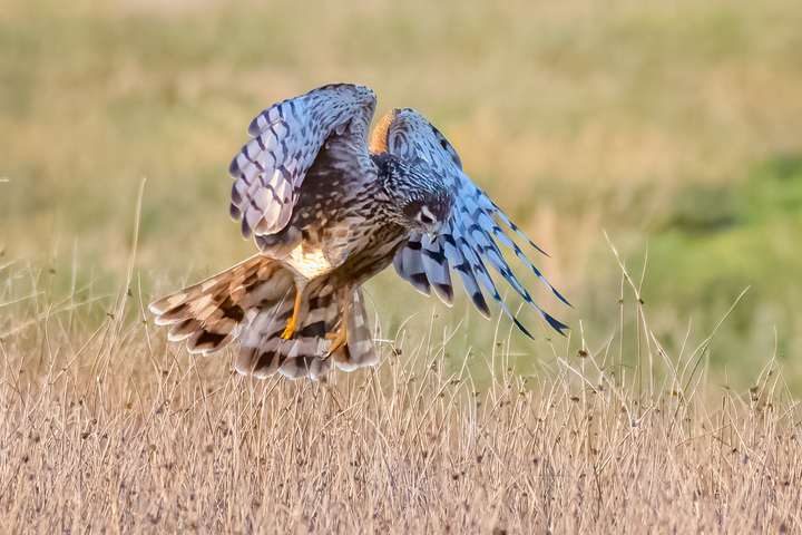 Quand l'agriculture protège les oiseaux : la belle histoire du busard