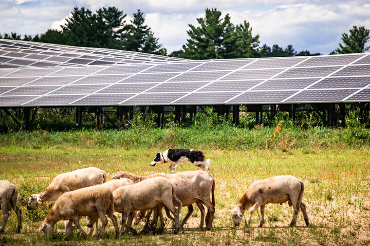 Agrivoltaïsme : un décret facilite les panneaux solaires dans les champs