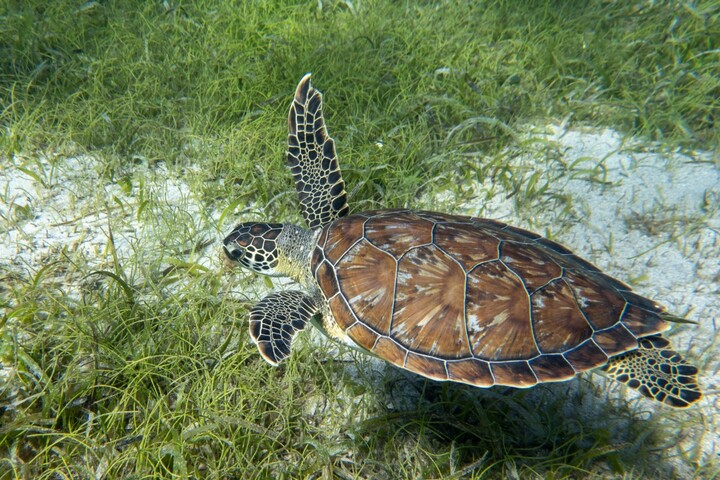 En Guadeloupe, des tortues sacrifiées pour un festival de musique<small class="fine d-inline"> </small>?