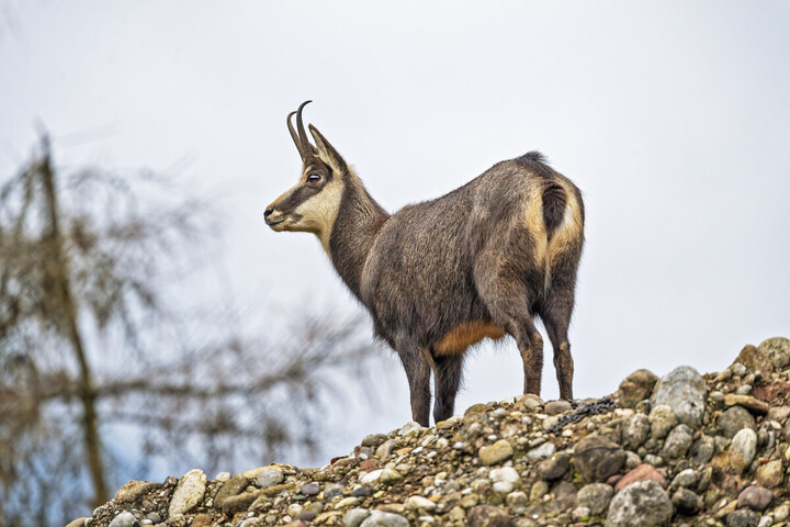 Chasse : dans le Doubs, des chamois paient le prix de la protection des forêts
