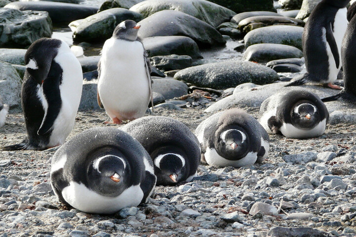 200 poussins manchots tués par la grippe aviaire