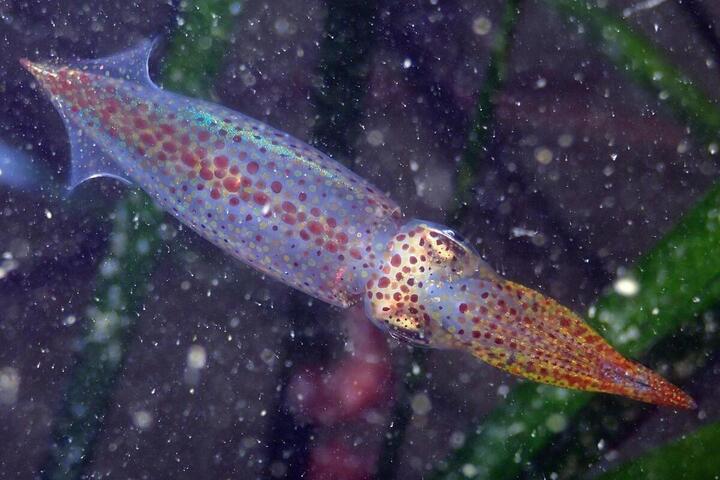 L'acidification des océans pourrait réduire le cerveau des calmars