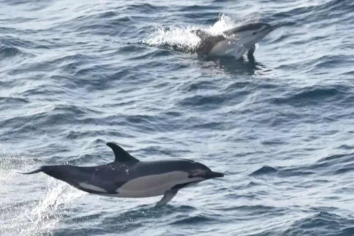 Golfe de Gascogne : la longévité des dauphins femelles chute, la survie de l'espèce menacée