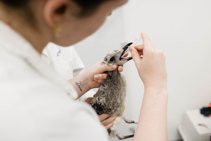 «<small class="fine d-inline"> </small>Je craque<small class="fine d-inline"> </small>» : le désarroi des soignants face à l'afflux d'animaux sonnés par la chaleur