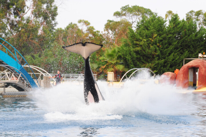 Marineland d'Antibes : les orques attendent toujours dans les bassins un an après la fermeture