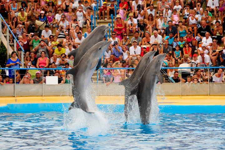 La fermeture du Marineland d'Antibes laisse 4 000 animaux sans solution