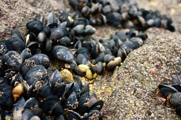 Moules, escargots... 125 espèces de mollusques menacées par l'exploitation minière