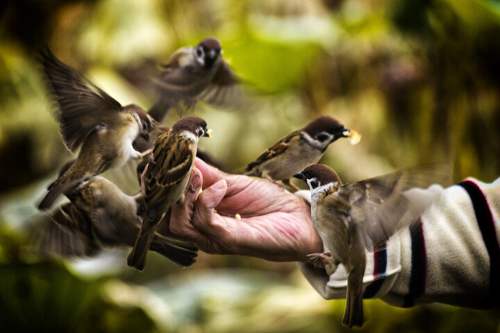 Ne nourrissez pas les oiseaux avec du pain<small class="fine d-inline"> </small>!